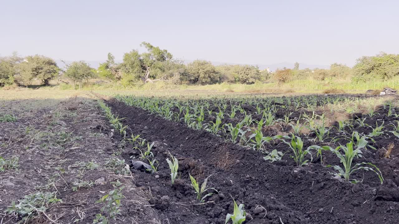 paisaje de campo de maíz
