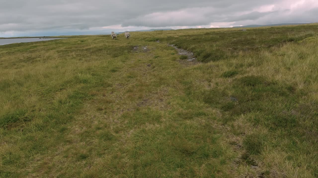 영국 북쪽의 잉글랜드 시골에 올라가는 양들의 움직임