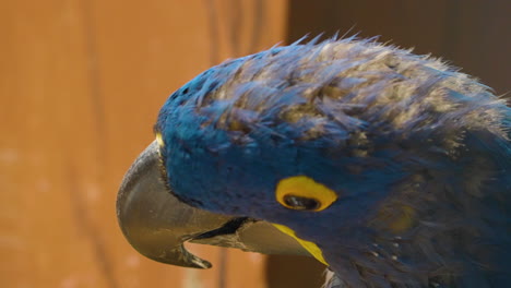 Close-up-portrait-of-a-beautiful-blue-hyacinth-macaw-turning-it's-face-toward-the-camera