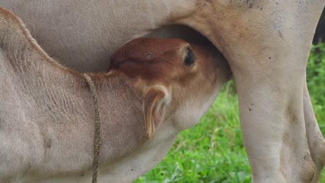 la vaca es un animal domesticado en el hinduismo en la india la vaca es considerada como una deidad