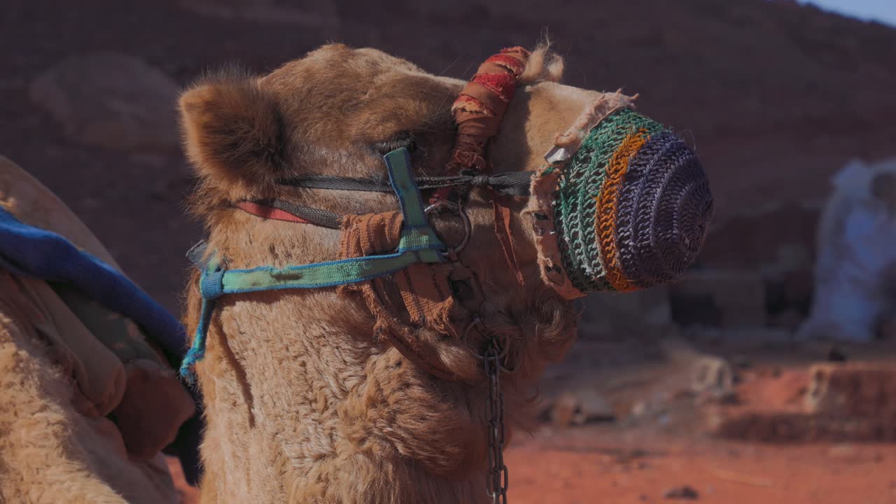 This close-up video of a camel in a Bedouin camp in Wadi Rum, Jordan, offers a unique perspective on the animal's vital role in Bedouin culture and nomadic traditions.