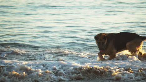 德國牧羊犬在海灘上玩波浪和他的玩具,聖塔巴巴拉,加利福尼亞州,日落光