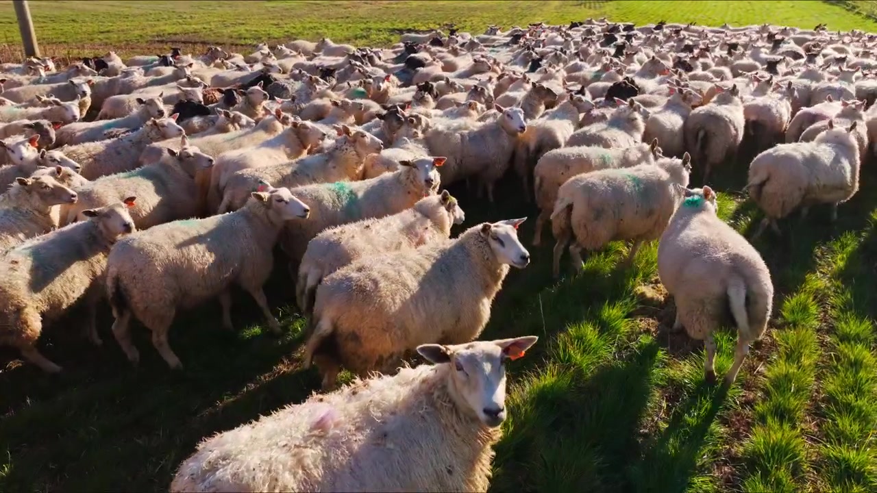 Obrovské stádo ovcí se společně pohybuje po pastvině, což odráží kolektivní chování.