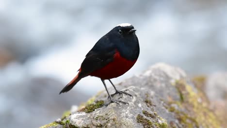 El-Colirrojo-De-Cabeza-Blanca-Es-Conocido-Por-Su-Hermosa-Corona-Blanca,-Alas-De-Color-Azul-Oscuro-Negruzco-Y-Marrón-Debajo-De-Las-Plumas-Y-Su-Cola-Comienza-Con-Rojo