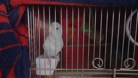 lindo loro mascota blanco en una jaula - toma de primer plano