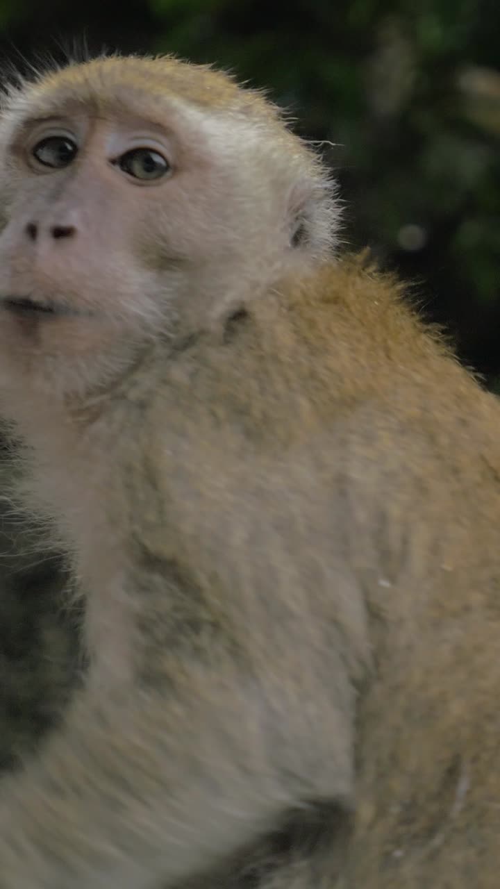 Close-up of a Macaque Monkey Eating in the Jungle