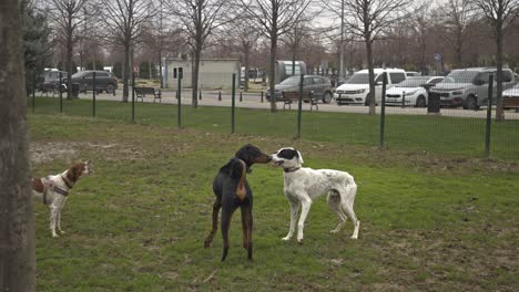 Perros-Jugando-Y-Corriendo-En-El-Parque-Para-Perros