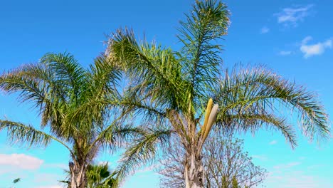 palmera en el viento