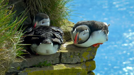 atlantic puffin - seabird with home at beautiful, green cliffs in latrabjarg promontory over atlantic ocean in the westfjords of iceland - the westernmost point in iceland