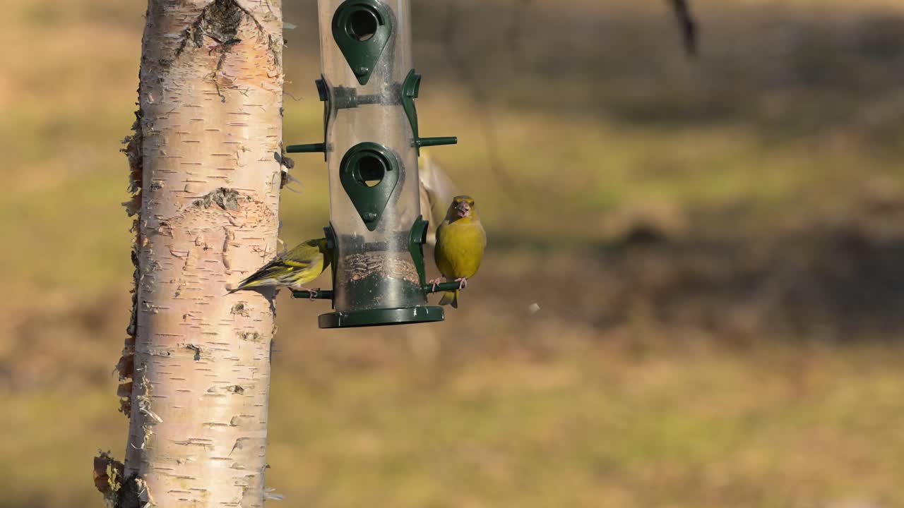 European Greenfinches jostle for spots on bird feeder, fighting for remaining sunflower seeds, slow-motion.