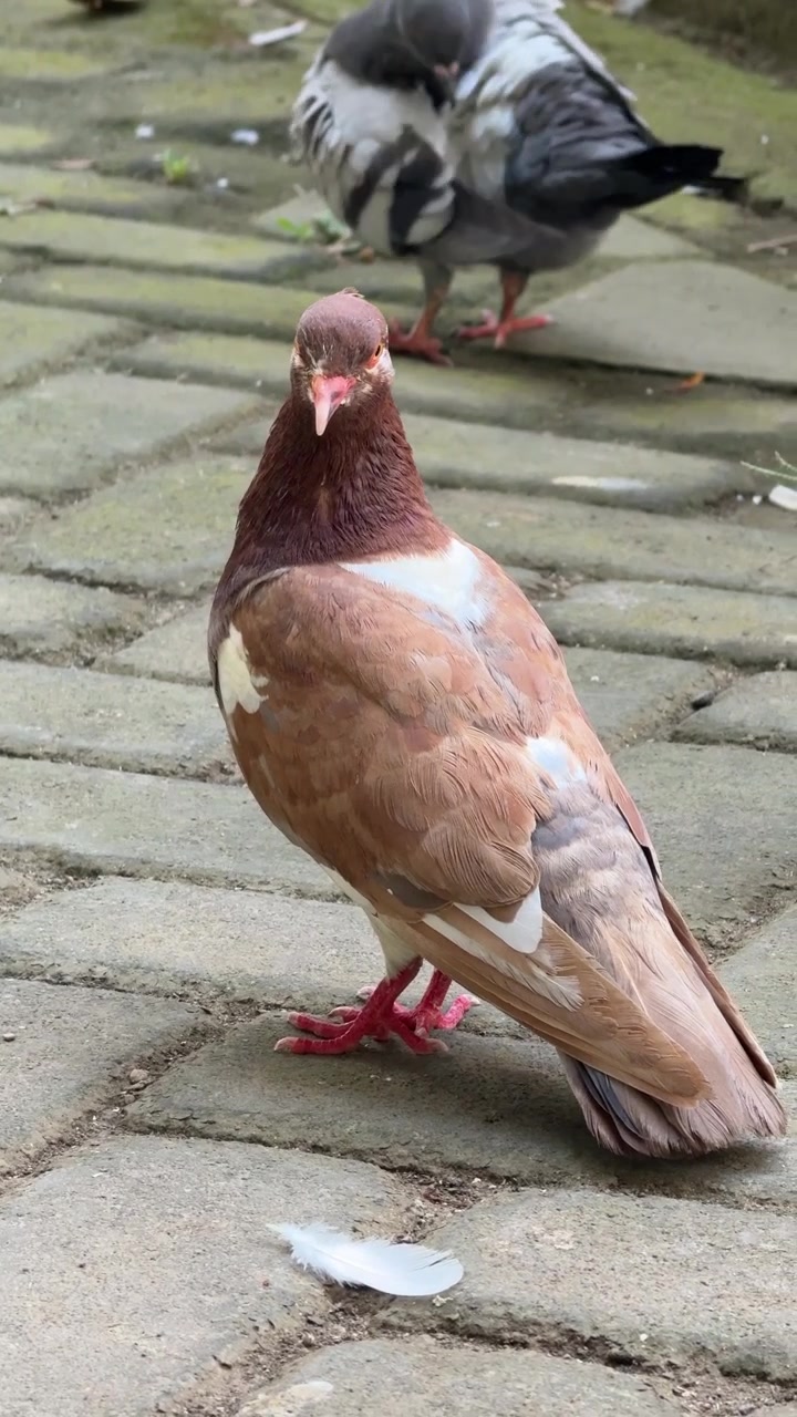 Pombo Marrom em Pé no Chão Pavimentado com Outra Ave ao Fundo