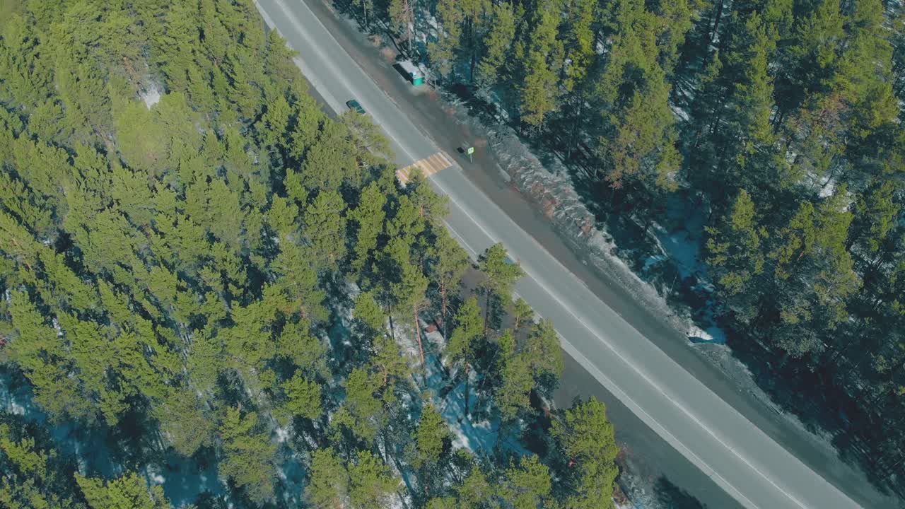 봄 에 아스팔트 도로 를 둘러싸고 있는 밀집 한 상록 소나무 들