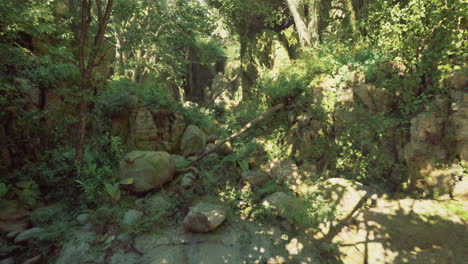 serene forest pathway surrounded by lush greenery and rocky formations