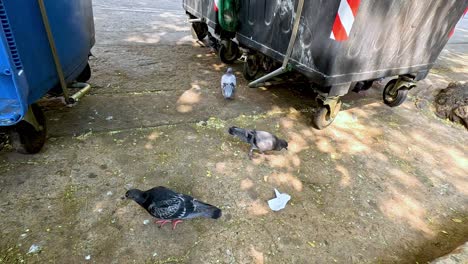 pigeons search for food around urban waste bins