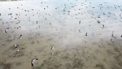 Asiatische-Openbill-Luftflieger-Fliegen-Gemeinsam-Auf-Dem-Reisfeld.