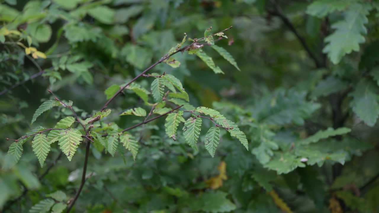 Close-up of green hornbeam leaves in a forest