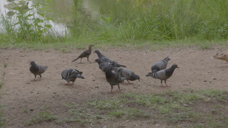 Group-of-pigeons-pecking-at-dirt-in-park