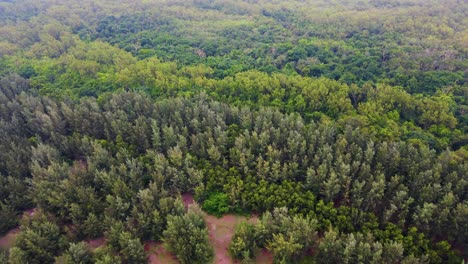 Vista-Aérea-Sobre-Un-Denso-Bosque-De-Manglares-Con-Diferentes-Colores-De-Dosel