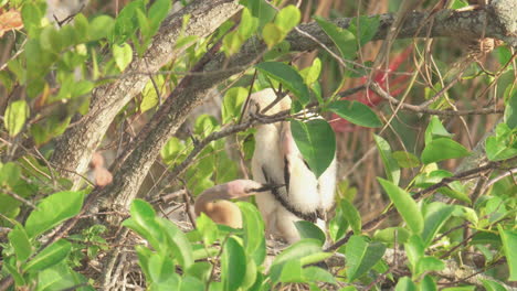 baby anhinga chicks in nest