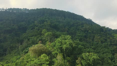 drone volando sobre las copas de los árboles de la selva tropical por la mañana