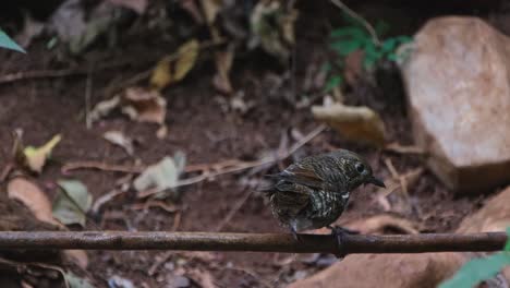 Seen-from-its-back-perched-on-a-vine-enjoying-the-dripping-water-while-shaking-it's-feathers,-White-throated-Rock-Thrush-Monticola-gularis,-THailand