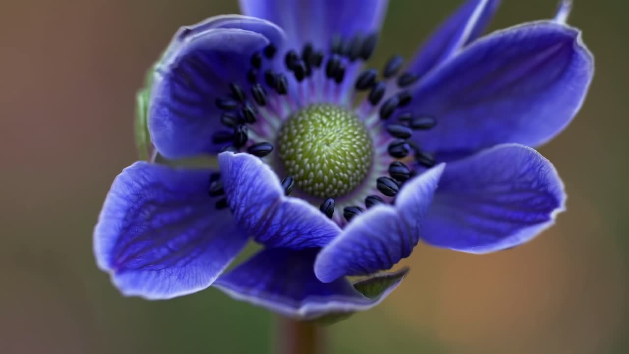 Nærbilde av en spirende blomst med teksturerte grønne kronblader, tatt fra siden.
