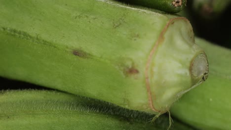 closeup of fresh okra