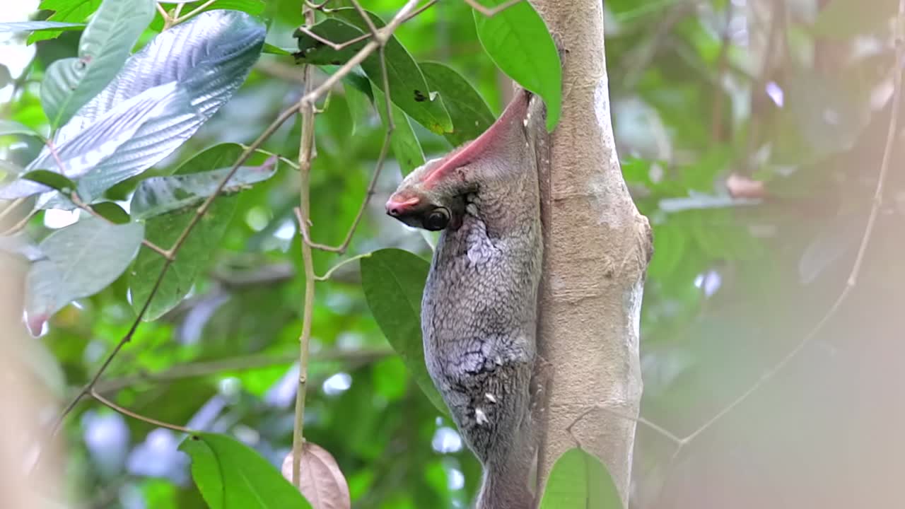 colugo o lémur volador aferrado a un pequeño tronco de árbol con su cabeza arqueada hacia su cuerpo en un pequeño parque natural en singapur en un día ventoso - toma de cuerpo completo