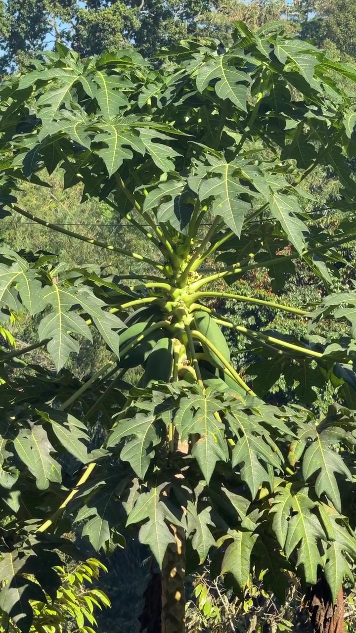 Albero di papaya verde che cresce in un giardino tropicale