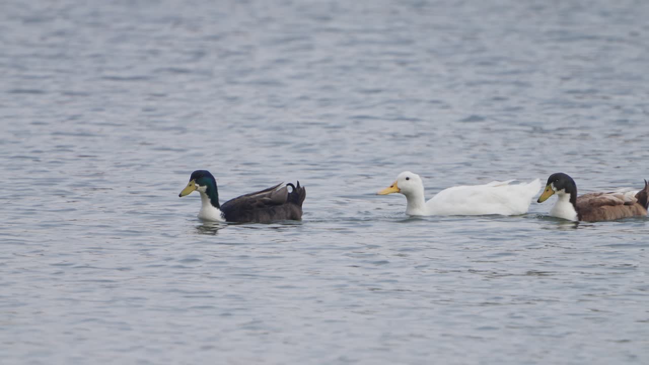 mallard duck playing in lake