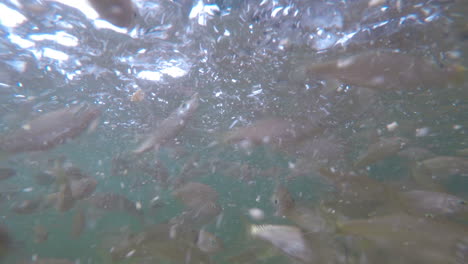 toma submarina de un banco de peces moviéndose rápidamente gopro 4k