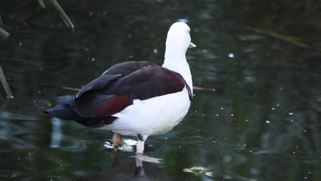 radjah shelduck wading in water at the zoo