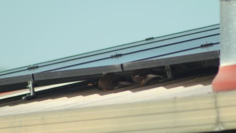 Common-Indian-Myna-Birds-Walking-Along-Roof-Under-Solar-Panels-Daytime-Australia-Gippsland-Victoria-Maffra