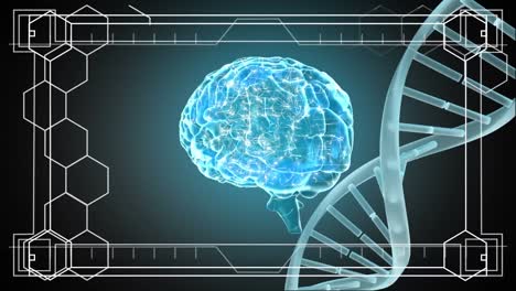 dna and brain rotating
