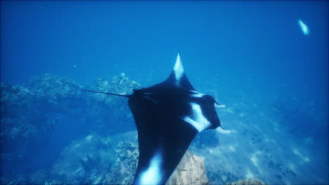 la raya manta en el océano
