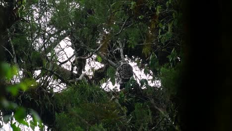 The-Philippine-Eagle-also-known-as-the-Monkey-eating-Eagle-is-critically-endangered-and-can-live-for-sixty-years-feeding-on-Monkeys,-Flying-Lemurs,-and-small-mammals-as-an-opportunist-Bird-of-Prey