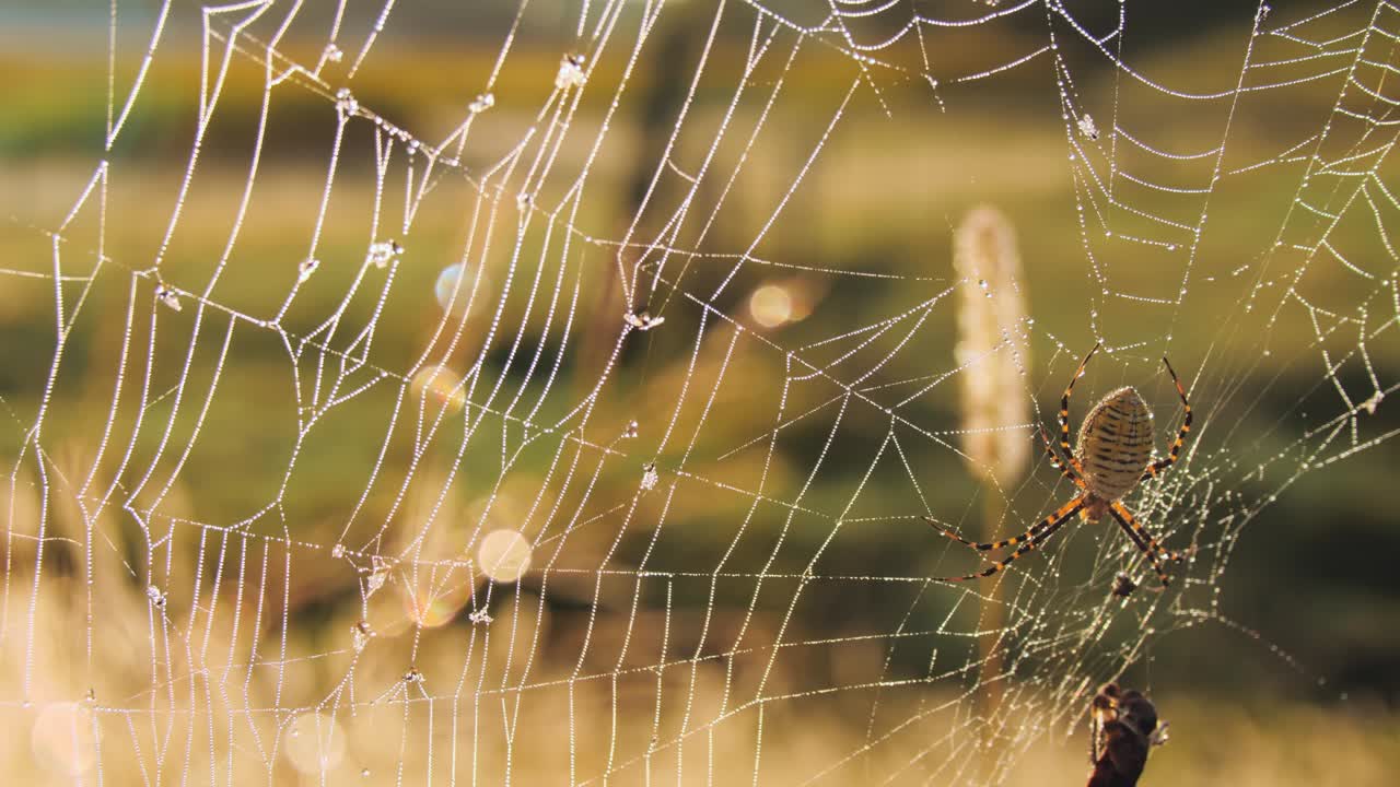 A close shot with a rack focus from a spider on its dew-covered web to the blurred grassy background, highlighting intricate web details and natural surroundings.