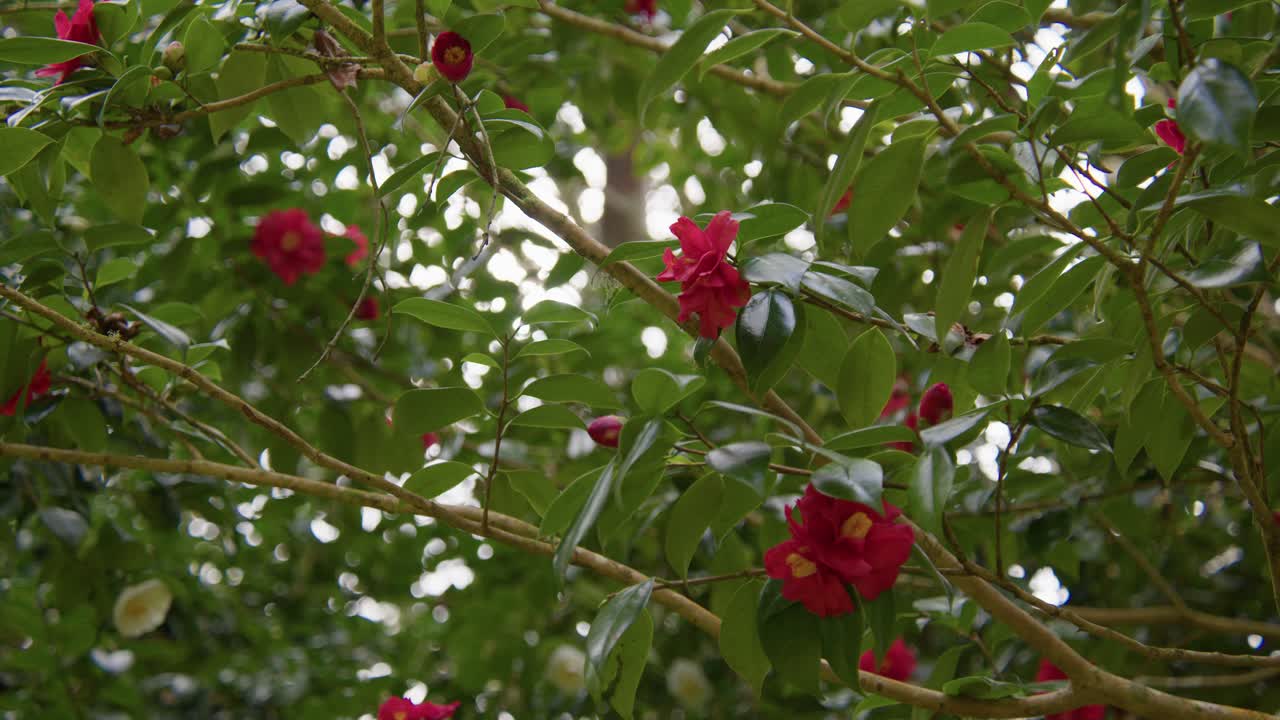 A vibrant camellia in full bloom with soft petals and rich details. Captured in 4K slow motion, this shot showcases the elegance of nature and botanical beauty