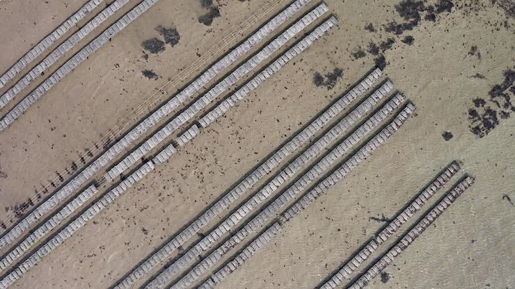 Oysters farm rows of Oysters in cages drone from above