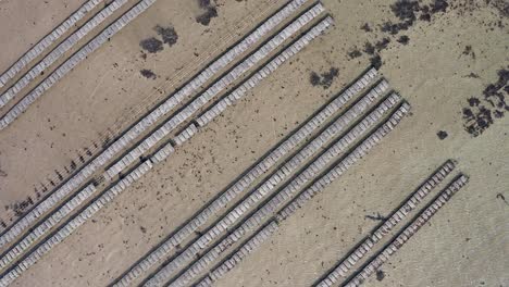 Oysters-farm-rows-of-Oysters-in-cages-drone-from-above