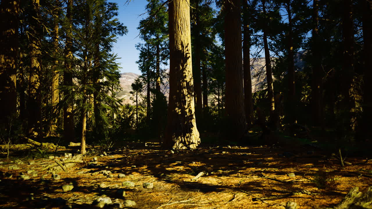 Forest Landscape with Sunlight and Shadows
