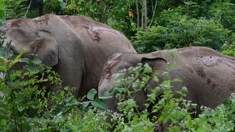 the asiatic elephants are endangered species and they are also residents of thailand