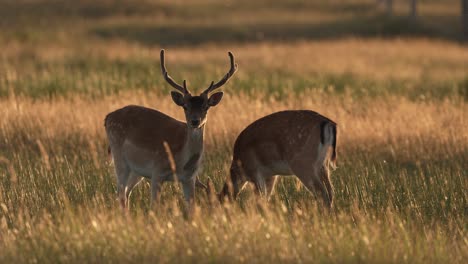 Zwei-Europäische-Damwild,-Die-Zur-Goldenen-Stunde-Auf-Der-Wiese-Grasen