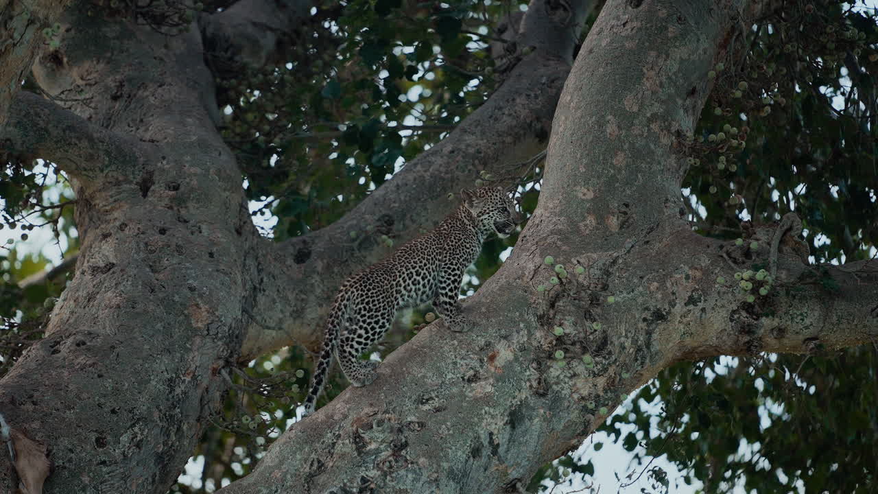 Leopard Cub in a Tree
