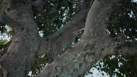 leopard cub in a tree
