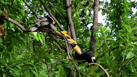 The-Great-Hornbill-is-a-big-bird-with-huge-horn-like-yellow-bill-used-to-gather-fruits-and-other-food-items-in-the-jungle