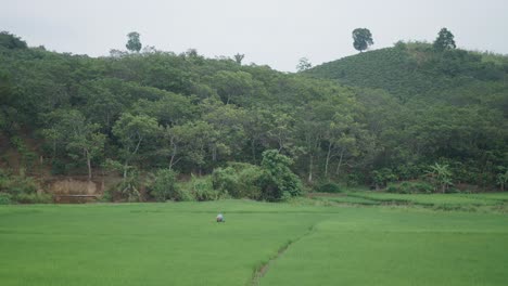 farmer in a rice paddy