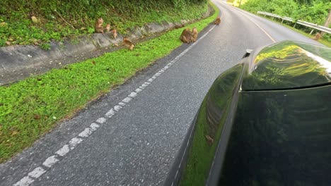 monkeys on the road