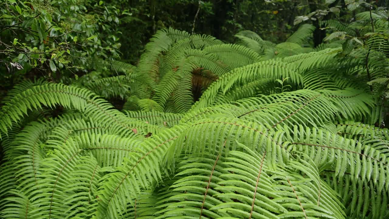 Green Ferns in the Tropical Rainforest Close Up of Green Tropical Plants in the Lush Green Rainforest, Green Ferns Details of Leaves in Himalayas Foothills in Nepal
