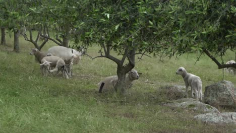 en la vida silvestre de la granja abierta natural carnero relajándose bajo el olivo en un día ventoso